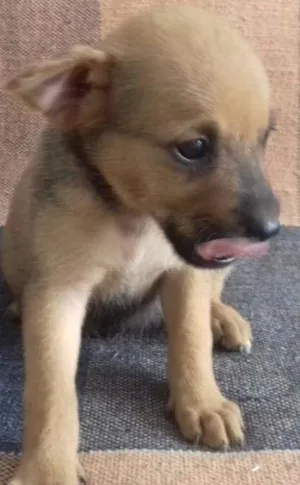 Cachorro raça VIRA LATA idade Abaixo de 2 meses nome MARROM BOM BOM