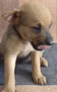 MARROM BOM BOM