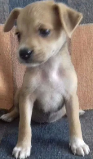 Cachorro raça VIRA LATA idade Abaixo de 2 meses nome HONDA