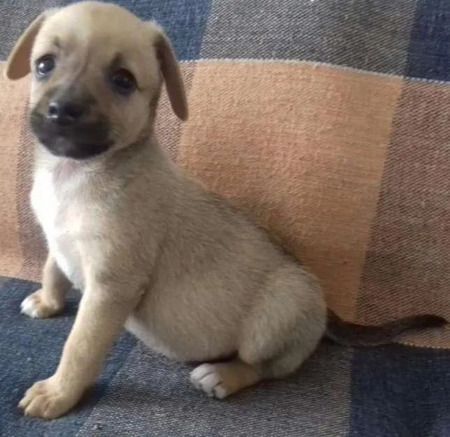 Cachorro ra a VIRA LATA idade Abaixo de 2 meses nome TSUNAMI