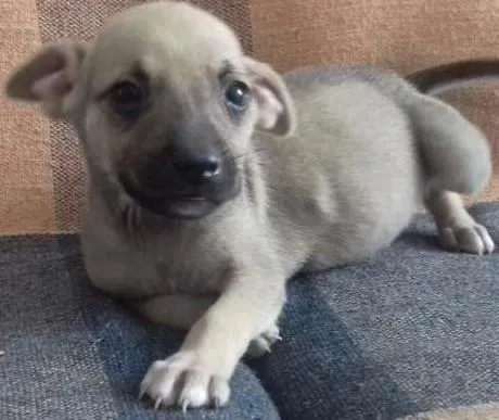 Cachorro ra a VIRA LATA idade Abaixo de 2 meses nome ZANGIEF