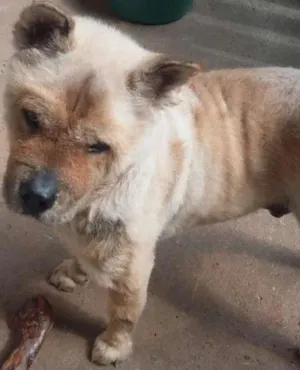 Cachorro raça Chow Chow idade 5 anos nome Chow chow