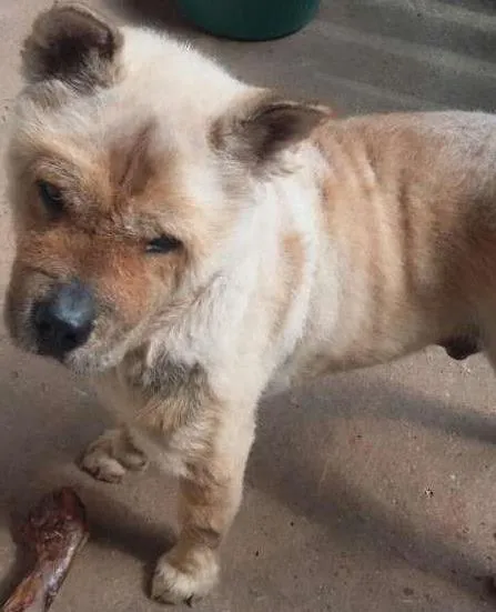 Cachorro ra a Chow Chow idade 5 anos nome Chow chow