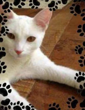 Gato raça SRD idade 2 a 6 meses nome Um algodão