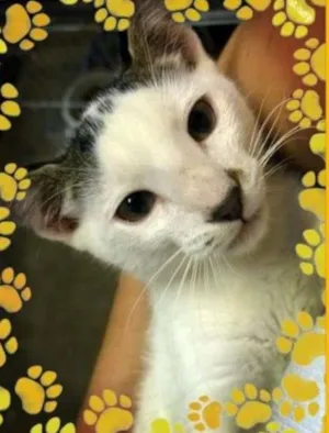 Gato raça SRD idade 2 a 6 meses nome Tigrado