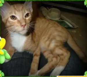 Gato raça SRD idade 2 a 6 meses nome Caramelo