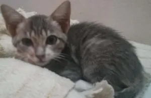 Gato raça Vira-lata idade 2 a 6 meses nome Atena