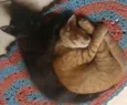 Nala e Marie