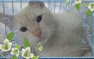 Gato raça Siamês red point idade 1 ano nome Ruivo