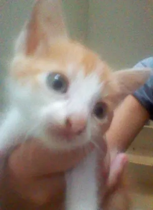 Gato raça SRD idade 2 a 6 meses nome Ainda não tem nome