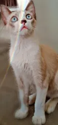 arrepio
