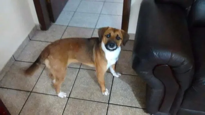 Cachorro ra a SRD idade 1 ano nome HANNA