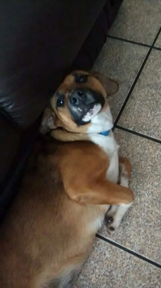 Cachorro ra a SRD idade 1 ano nome Hanna