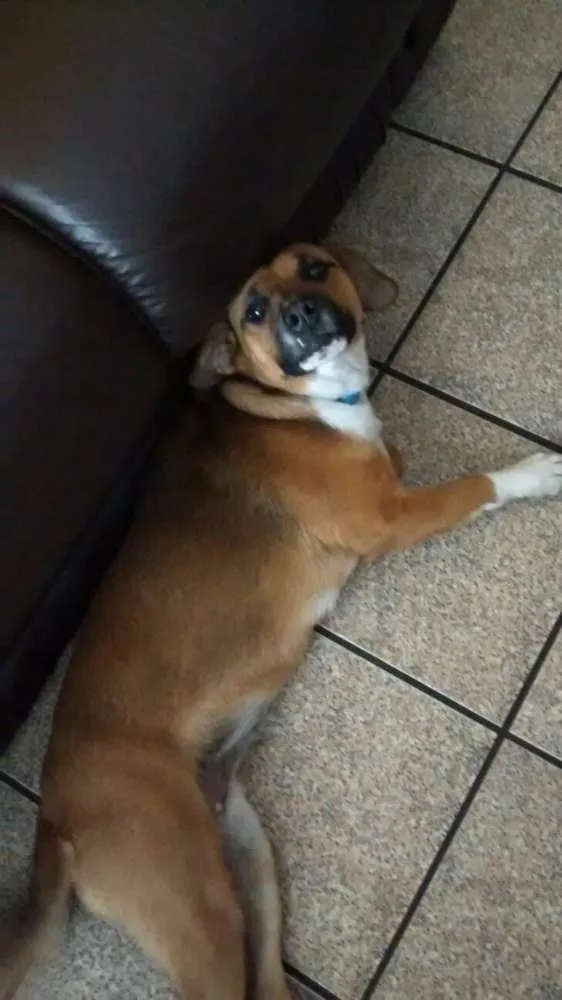 Cachorro ra a SRD idade 1 ano nome Hanna