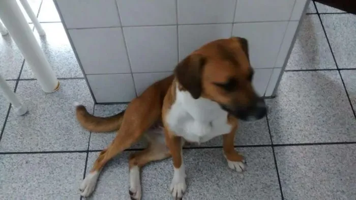 Cachorro ra a SRD idade 1 ano nome Hanna