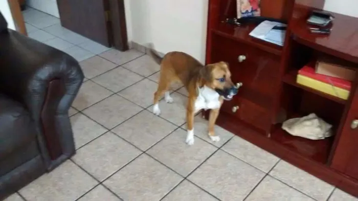Cachorro ra a SRD idade 1 ano nome Hanna