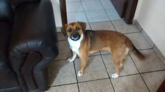 Cachorro ra a SRD idade 1 ano nome Hanna