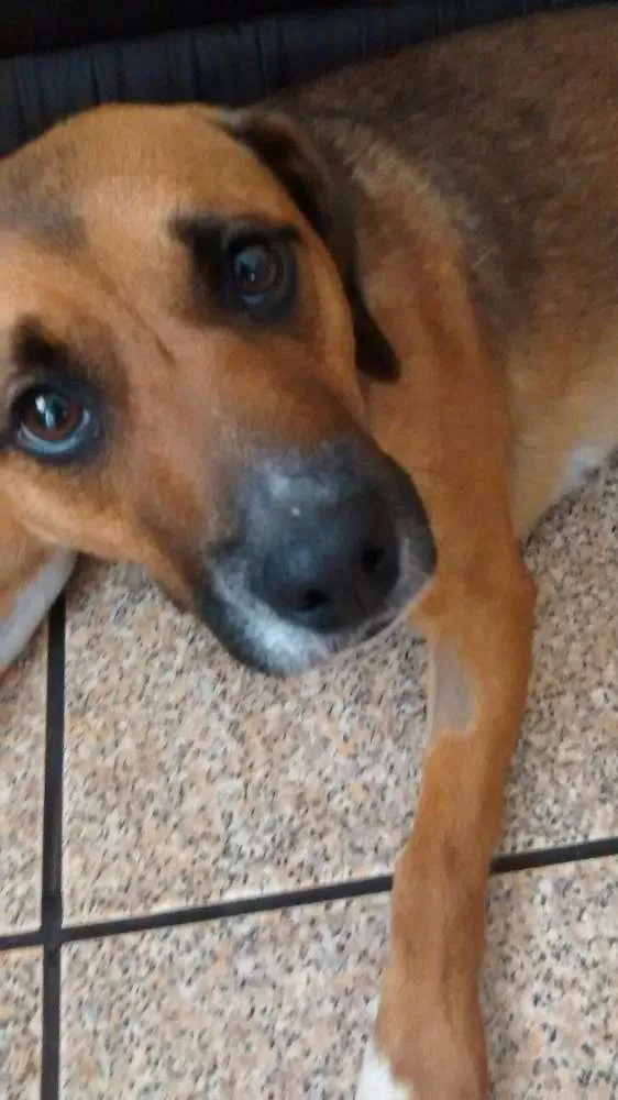 Cachorro ra a SRD idade 1 ano nome Hanna