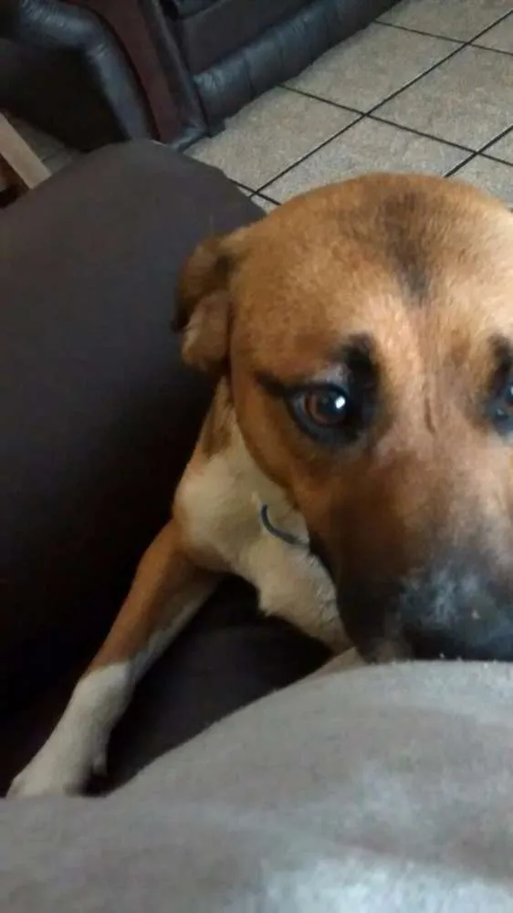Cachorro ra a SRD idade 1 ano nome Hanna