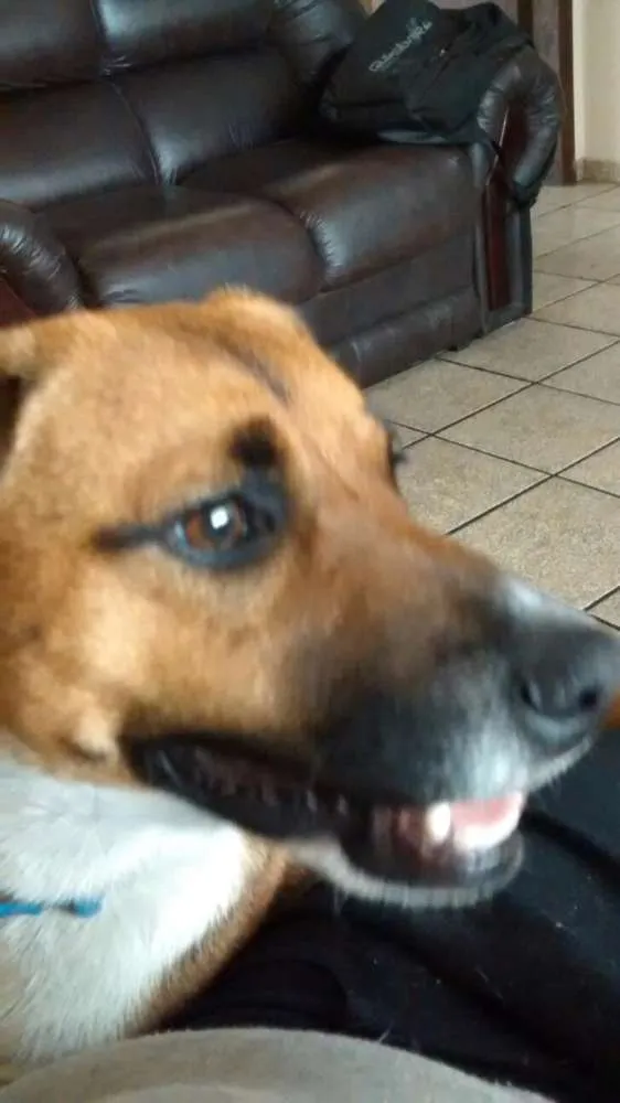 Cachorro ra a SRD idade 1 ano nome Hanna
