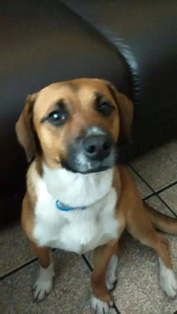 Cachorro ra a SRD idade 1 ano nome Hanna