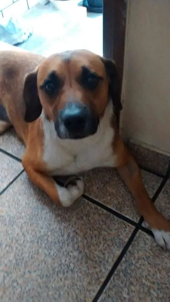 Cachorro ra a SRD idade 1 ano nome Hanna