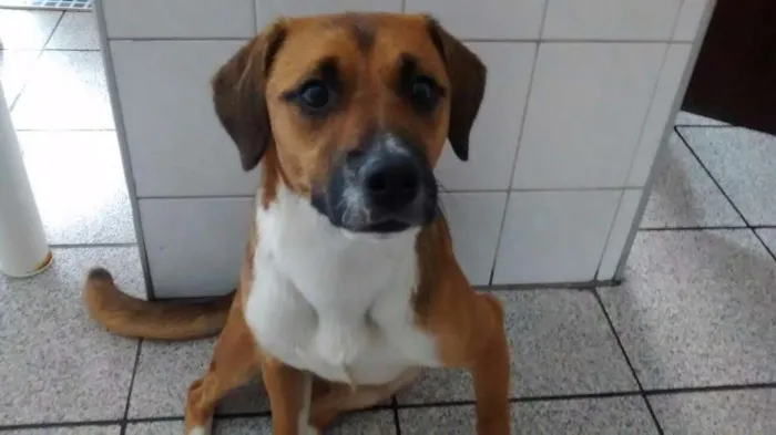 Cachorro ra a SRD idade 1 ano nome Hanna