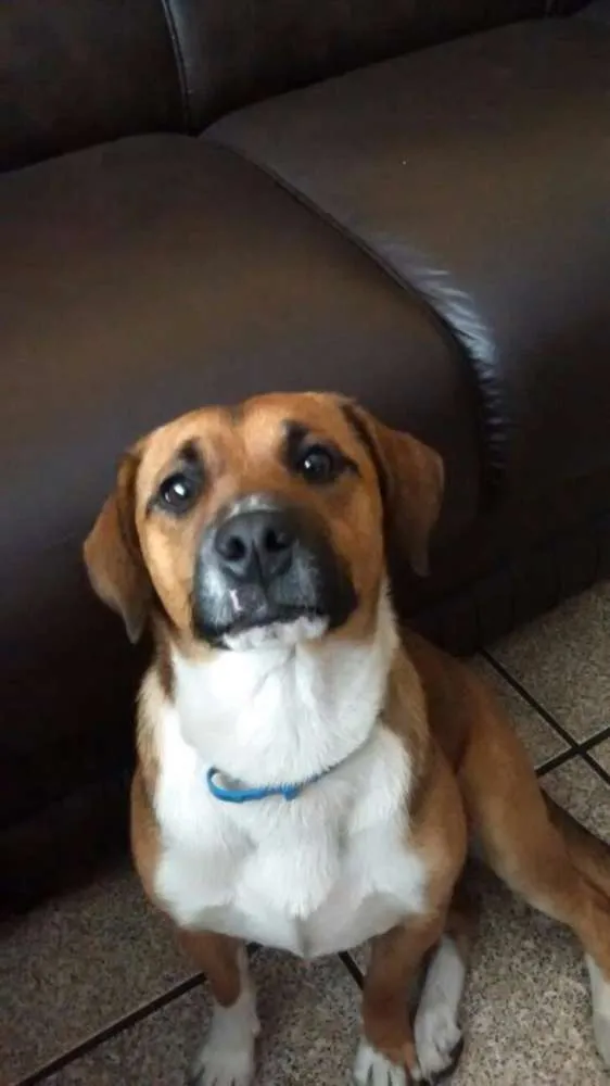 Cachorro ra a SRD idade 1 ano nome Hanna