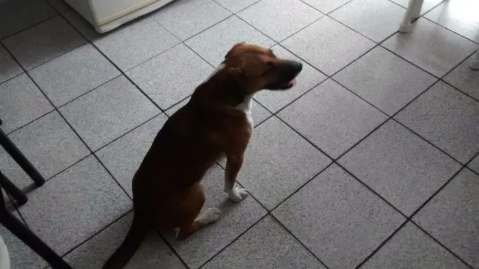 Cachorro ra a SRD idade 1 ano nome Hanna