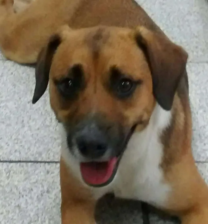 Cachorro ra a SRD idade 1 ano nome Hanna