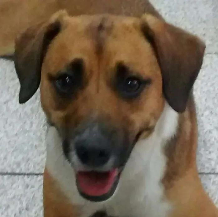 Cachorro ra a SRD idade 1 ano nome Hanna