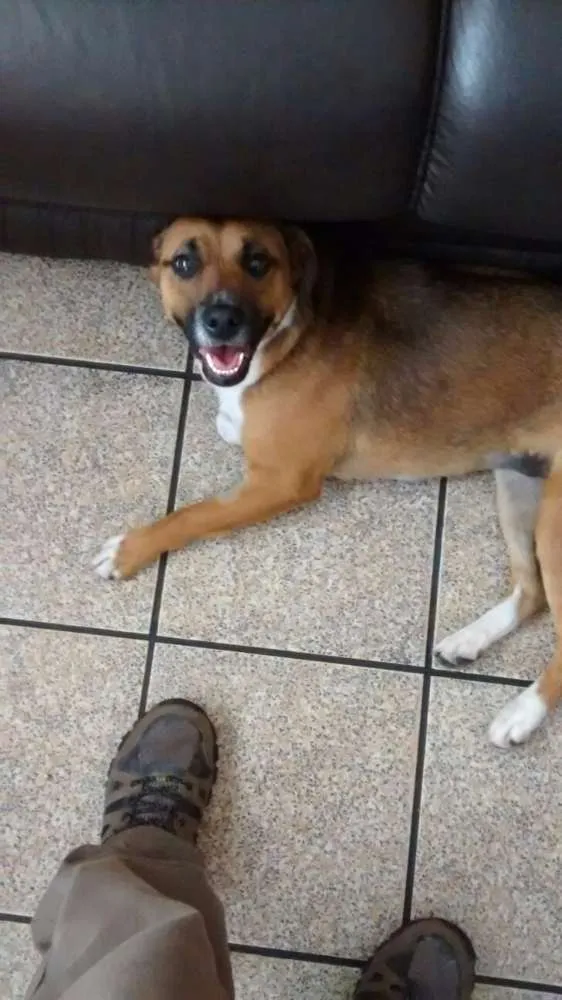 Cachorro ra a SRD idade 1 ano nome Hanna