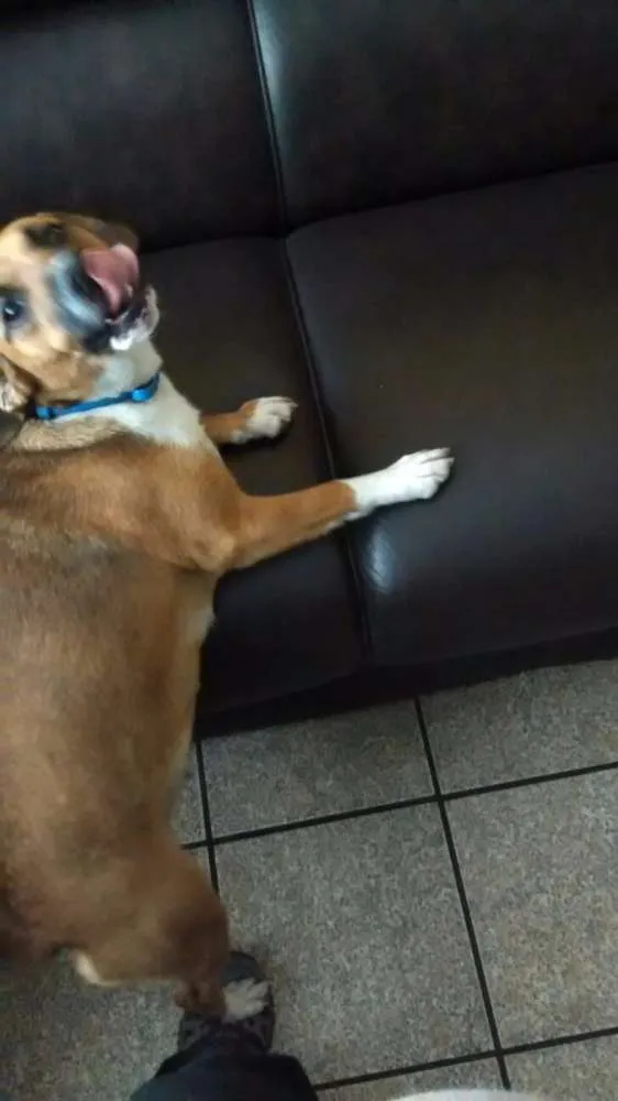 Cachorro ra a SRD idade 1 ano nome Hanna