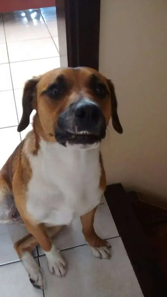 Cachorro ra a SRD idade 1 ano nome Hanna