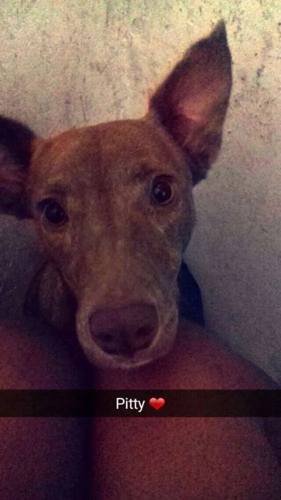 Cachorro raça Sem raça definida (vira lata) idade 7 a 11 meses nome Pity