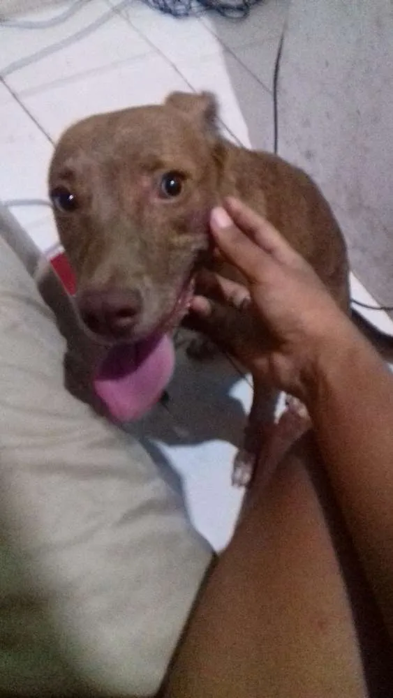 Cachorro raça Sem raça definida (vira lata) idade 7 a 11 meses nome Pity