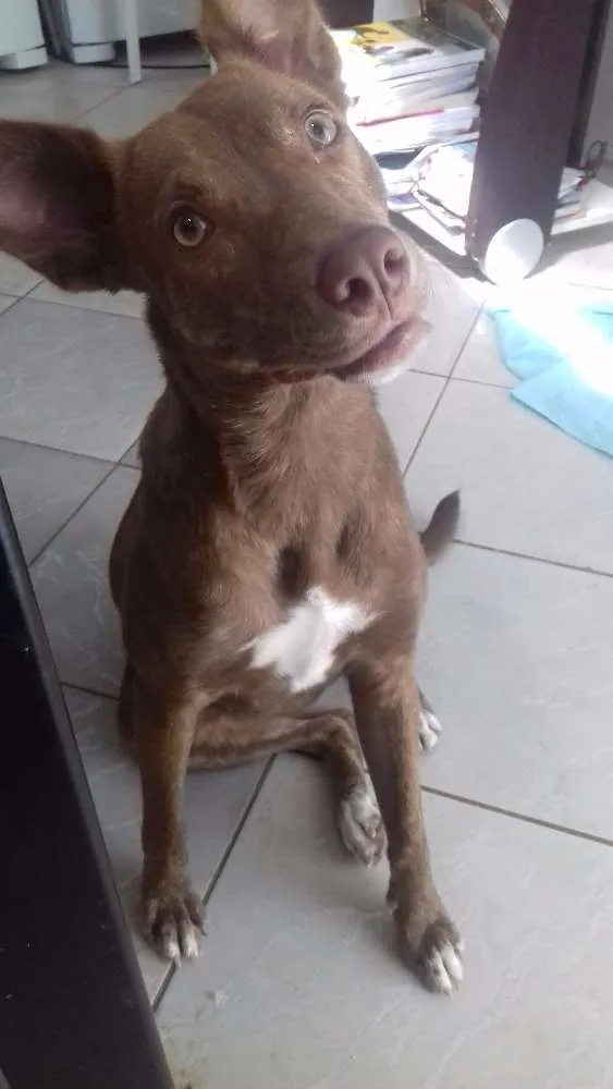 Cachorro raça Sem raça definida (vira lata) idade 7 a 11 meses nome Pity