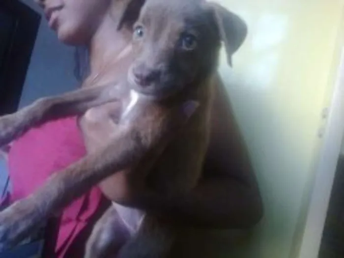 Cachorro raça Sem raça definida (vira lata) idade 7 a 11 meses nome Pity