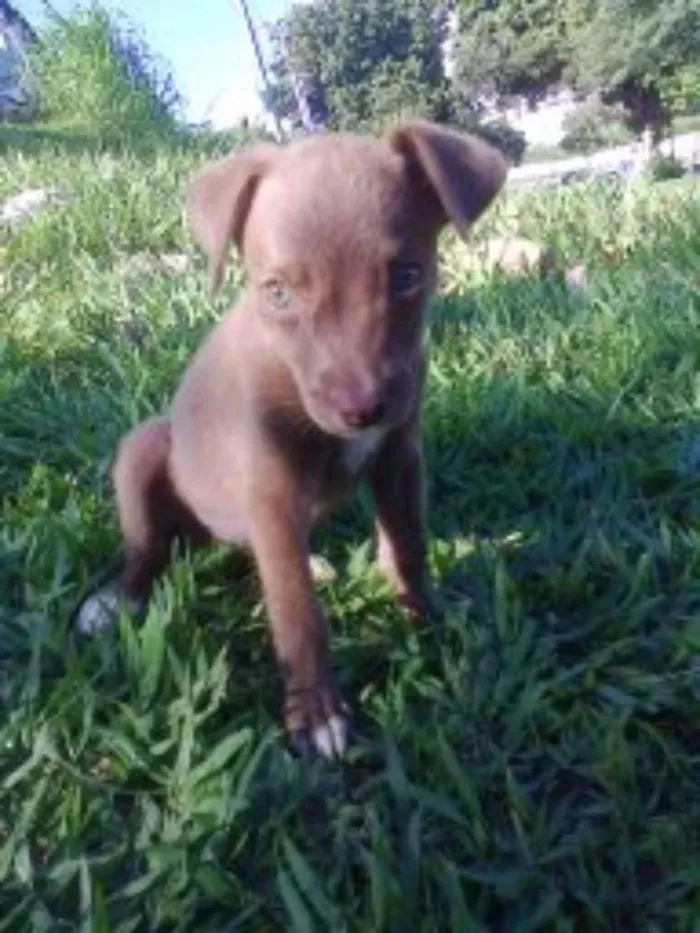 Cachorro raça Sem raça definida (vira lata) idade 7 a 11 meses nome Pity