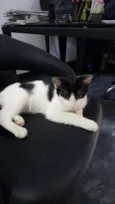 NICOLAU