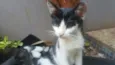 NICOLAU