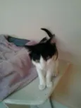 NICOLAU