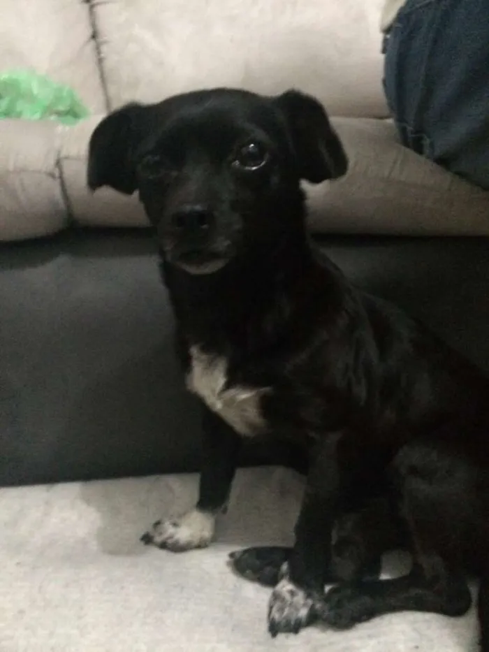 Cachorro raça Vira lata idade Abaixo de 2 meses nome Amora