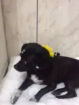 Cachorro raça Vira lata idade Abaixo de 2 meses nome Amora