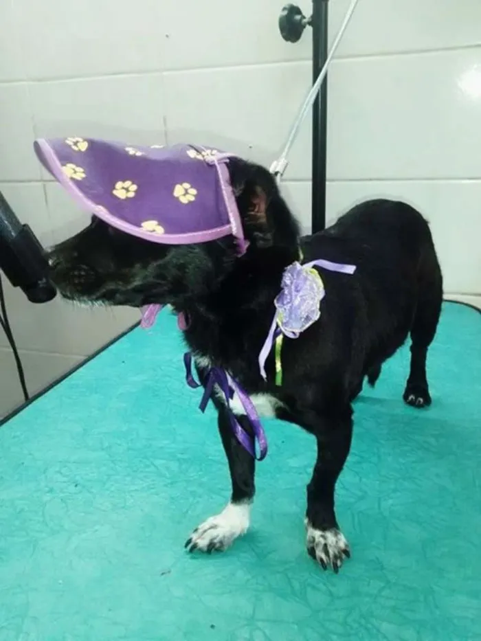 Cachorro raça Vira lata idade Abaixo de 2 meses nome Amora