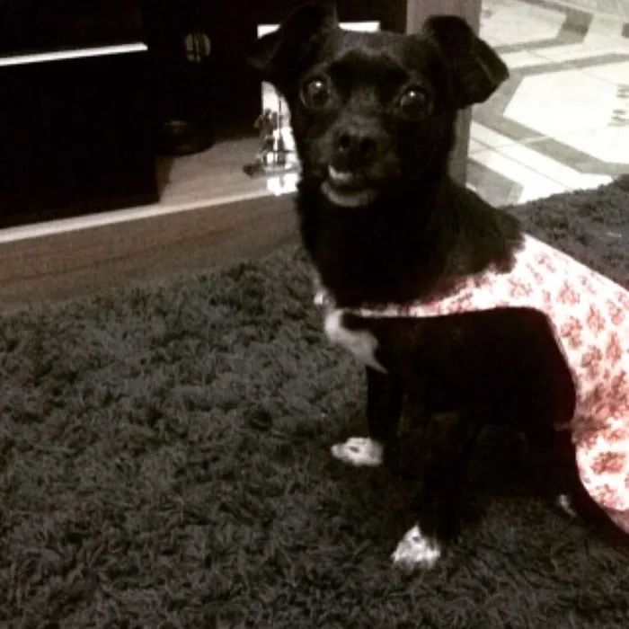 Cachorro raça Vira lata idade Abaixo de 2 meses nome Amora