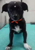 Cachorro raça Vira lata idade Abaixo de 2 meses nome Amora
