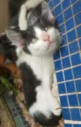 NICOLAU