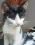 NICOLAU