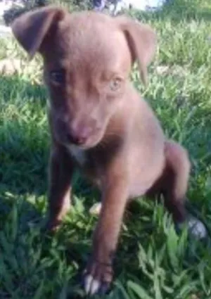 Cachorro raça Sem raça definida (vira lata) idade 7 a 11 meses nome Pity
